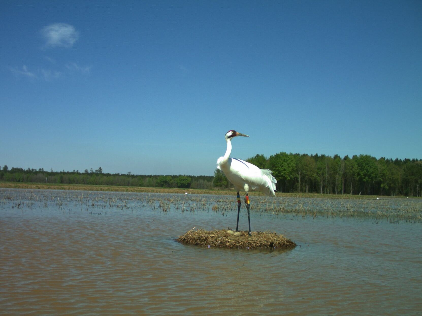 Nesting whooping crane in Louisiana